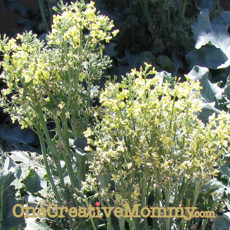 Broccoli Flower Salad