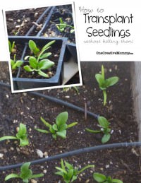 How to Transplant Seedlings from OneCreativeMommy {Tricks to avoid shocking the plant and accidentally killing it}