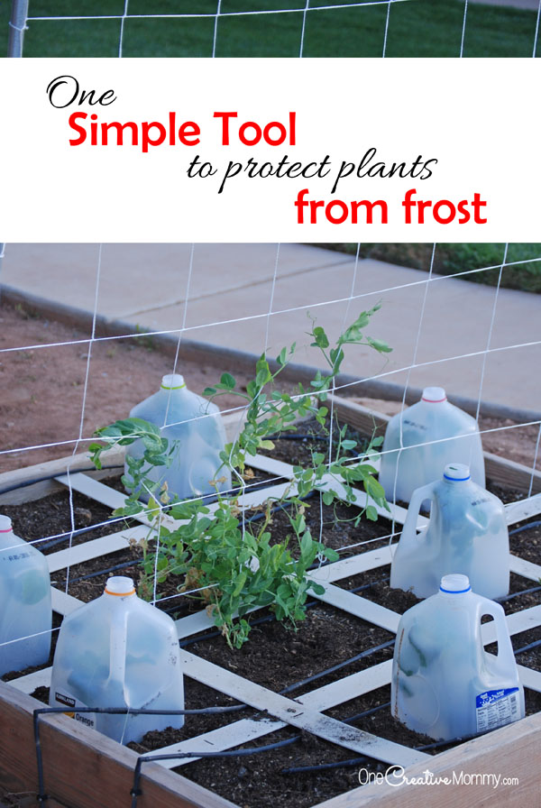 One simple tool to protect plants from frost ...