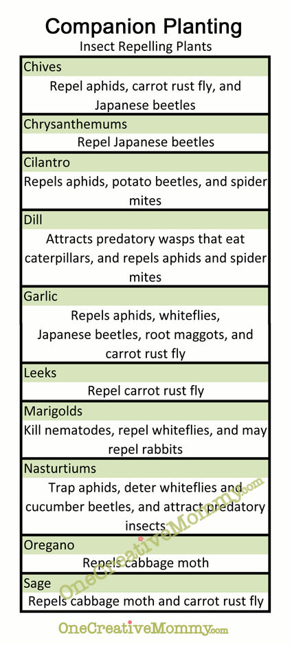 Companion Planting--Which Garden Plants Repel Bugs? {Free Printable from OneCreativeMommy.com}