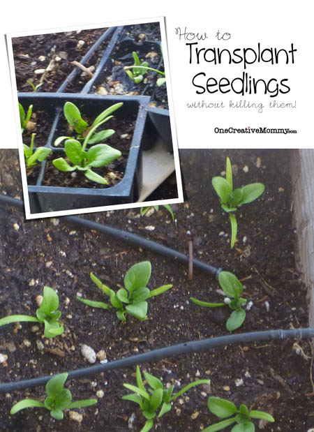 How to Transplant Seedlings from OneCreativeMommy {Tricks to avoid shocking the plant and accidentally killing it}