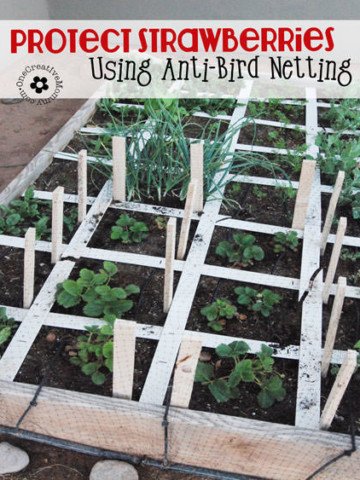 Are your strawberries feeding the neighborhood birds? Protect them with Anti-Bird Netting, and maybe some will actually make it to the table! {Tutorial from OneCreativeMommy.com}