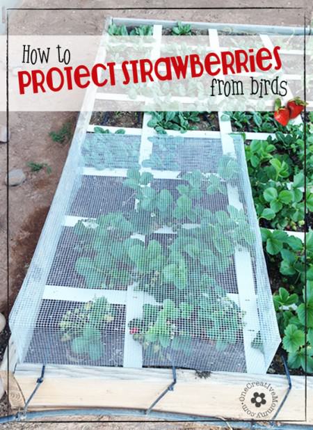 How to Protect Strawberries from Birds {Cage Tutorial ...