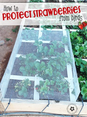 Do birds get to eat more strawberries from your garden than you do? Learn how to protect strawberries from birds with my strawberry cage tutorial {OneCreativeMommy.com}