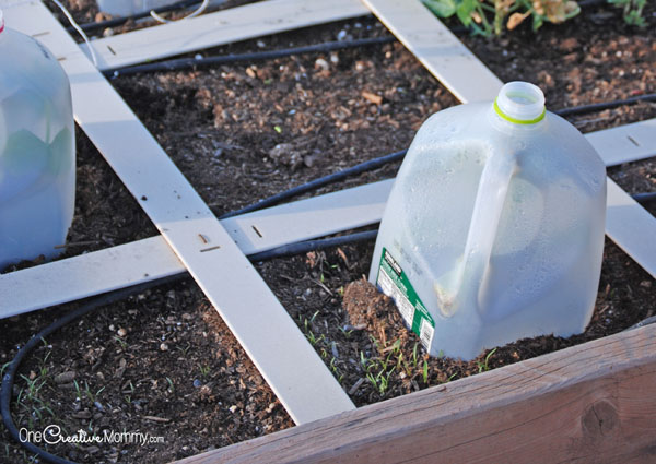 One simple tool to protect plants from frost! Recycled milk jugs actually help your seedlings through early spring! {OneCreativeMommy.com} Gardening Tips