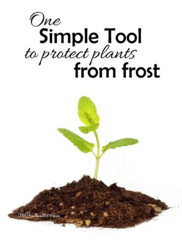 One simple tool to protect plants from frost! This recycled item actually helps your seedlings through early spring! {OneCreativeMommy.com} Gardening Tips